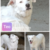 TEO, meraviglioso cane in ADOZIONE