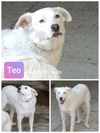 TEO, meraviglioso cane in ADOZIONE