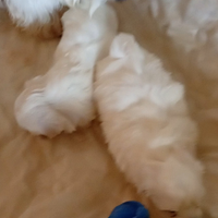 Maschietto e femminuccia maltese mini