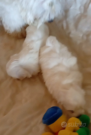 Maschietto e femminuccia maltese mini