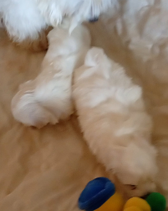 Maschietto e femminuccia maltese mini