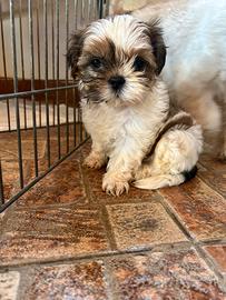 Vendita cani shih-tzu