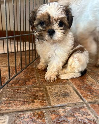 Vendita cani shih-tzu