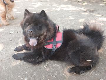 Cani di razza Chow Chow