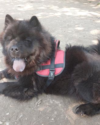 Cani di razza Chow Chow