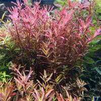 Rotala Blood red