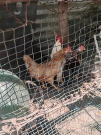 Galli e galline francesino e mugellesi