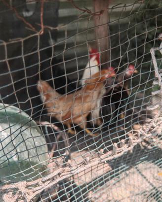 Galli e galline francesino e mugellesi