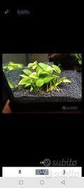 anubias 