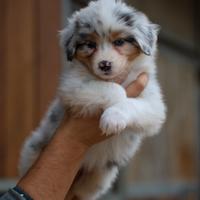 Maschietto australian shepherd/pastore australiano