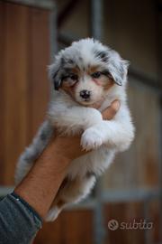 Maschietto australian shepherd/pastore australiano