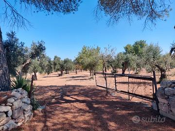 Terreno agricolo 13000 mq Contrada Pittore