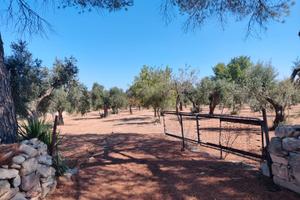 Terreno agricolo 13000 mq