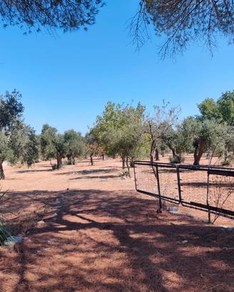 Terreno agricolo 13000 mq