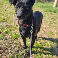 Cucciolo taglia piccola in adozione