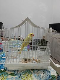 Parrochetto dal collare
