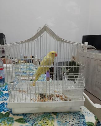 Parrochetto dal collare