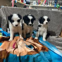 Border collie