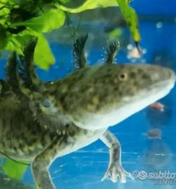 Axolotl
