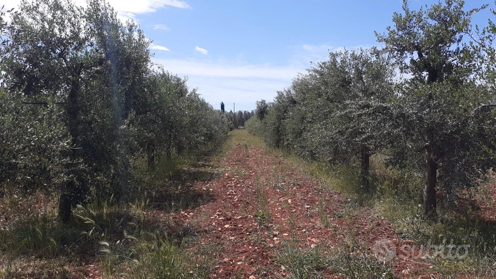 Oliveto di 3 ettari con progetto per costruire - Vista 4