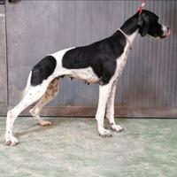 Pointer inglese