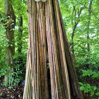 canne di bamboo
