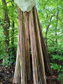 canne di bamboo