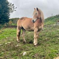 Castrone Haflinger