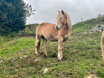 Castrone Haflinger