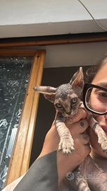 Disponibili alla prenotazione 3 cuccioli di Sphynx