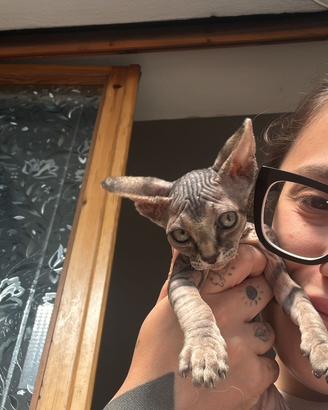 Disponibili alla prenotazione 3 cuccioli di Sphynx