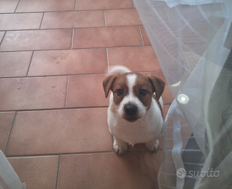 Bellissim cucciolo di jack russel