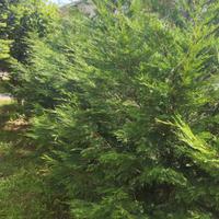 10 pini da siepe alti 280cm