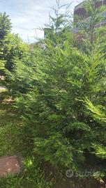 10 pini da siepe alti 280cm