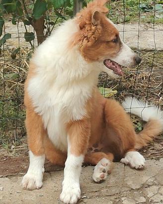 Cucciolo pastore scozzese