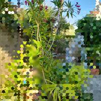 oleandro giardino verde pianta fucsia fiori