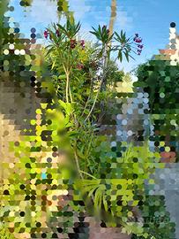 oleandro giardino verde pianta fucsia fiori