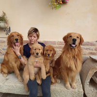 Cuccioli di Golden Retriever americani