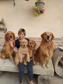 Cuccioli di Golden Retriever americani