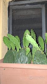 talee di Opuntia 