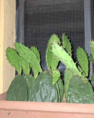 talee di Opuntia 