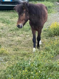 Pony