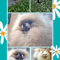 Spitz Pomerania SOLO PER ACCOPPIAMENTO