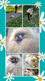 Spitz Pomerania SOLO PER ACCOPPIAMENTO