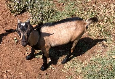 Capretto Maschio Tibetano