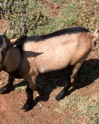 Capretto Maschio Tibetano