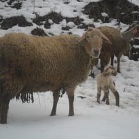 Montone razza Brogna