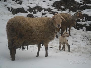 Montone razza Brogna