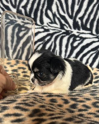 Chihuahua Femmina pelo lungo dimensione Mini