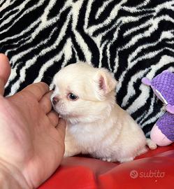 Chihuahua maschio e femmina mini 70/80giorni